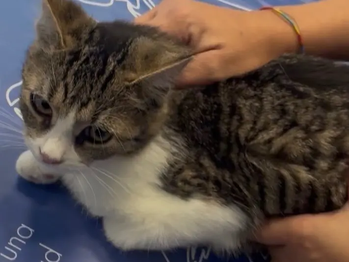 Adozione gatto, femmina, Razza sconosciuta Razza sconosciuta, 4 mesi, taglia non valida, Torino