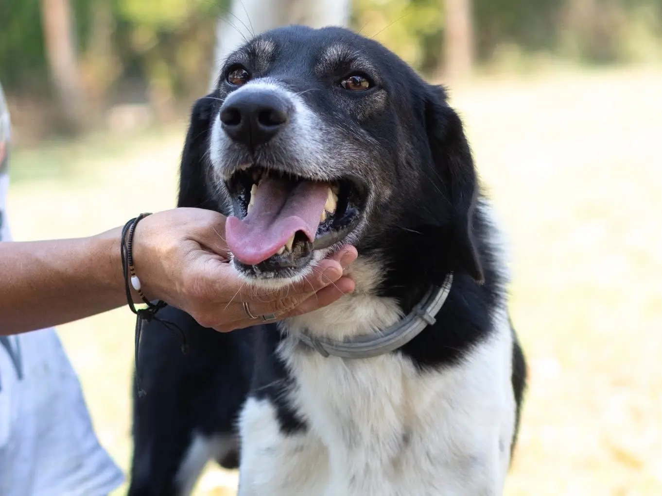 Adotta il cane Sid a Arezzo