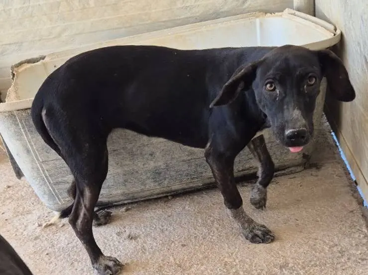 Adozione cane, femmina, Razza sconosciuta Razza sconosciuta, 1 anno e 8 mesi, taglia piccola, Ragusa