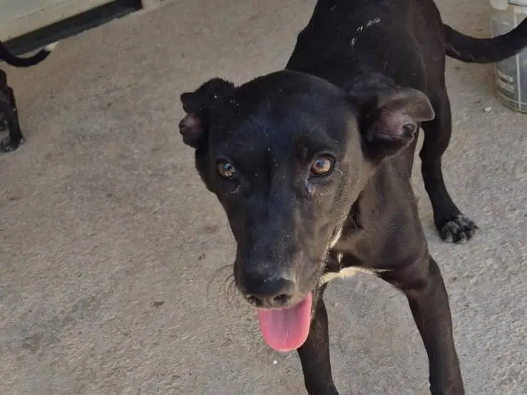 Adotta un cane, femmina, 1 anno e 8 mesi, Ragusa