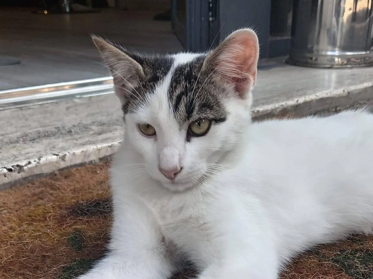 Adozione gatto, maschio, Razza sconosciuta Razza sconosciuta, 4 mesi, taglia non valida, Roma