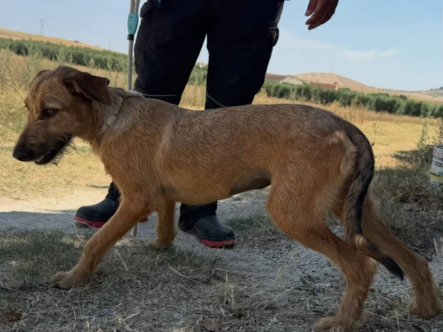 Adotta un cane, taglia media, femmina, Matera