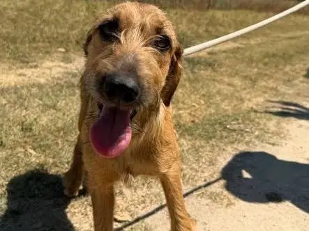 Adozione cane, femmina, Segugio Razza sconosciuta, 10 mesi, taglia media, Matera