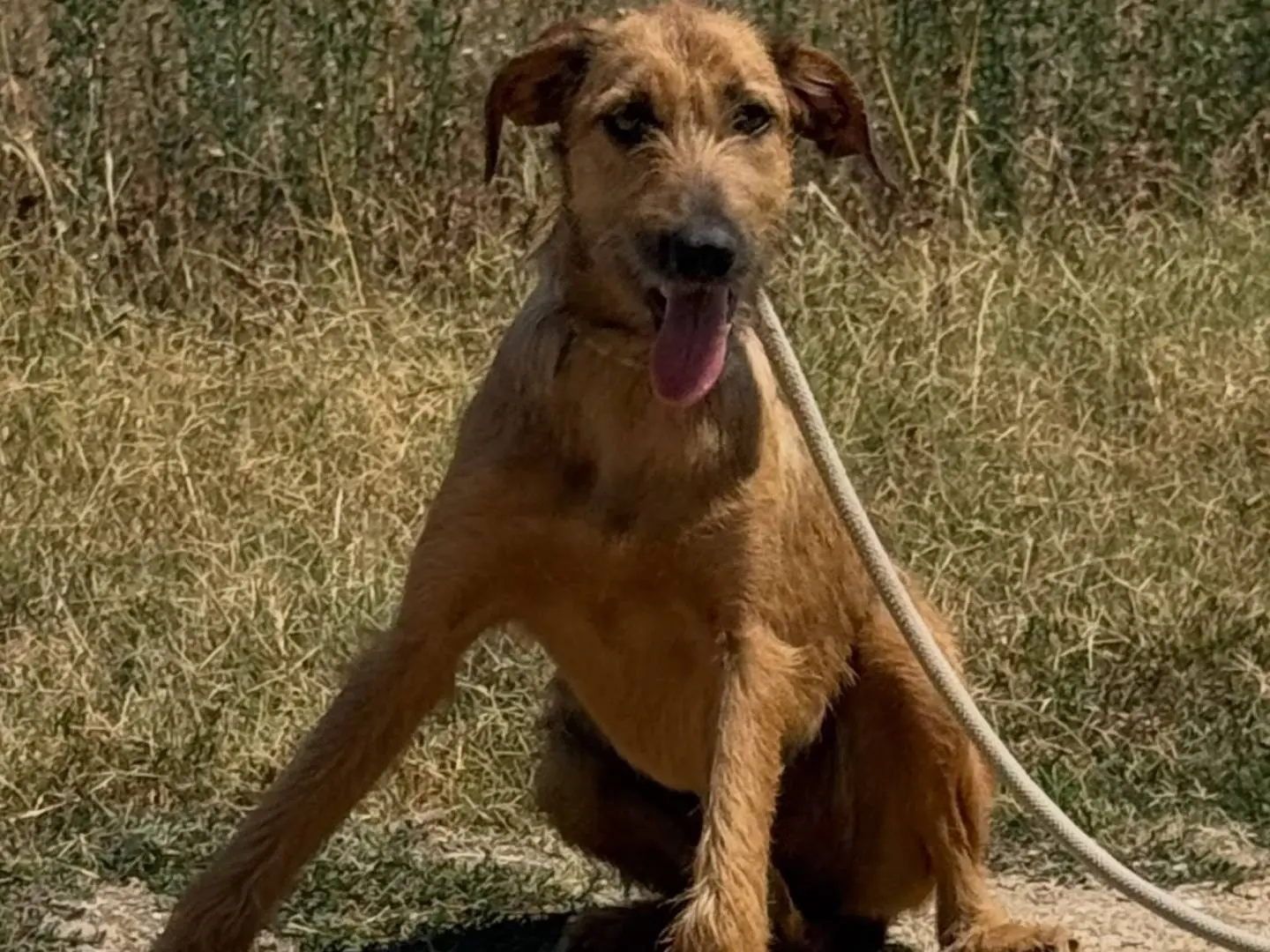 Adotta un cane, femmina, 10 mesi, Matera