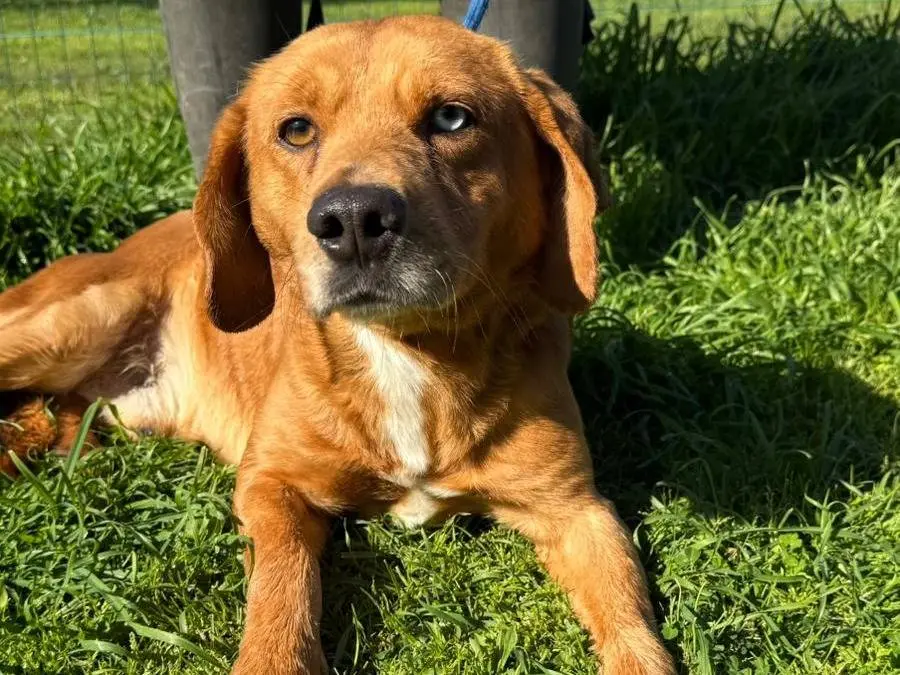 Adozione cane, maschio, Razza sconosciuta Razza sconosciuta, 5 anni e 9 mesi, taglia media, Matera