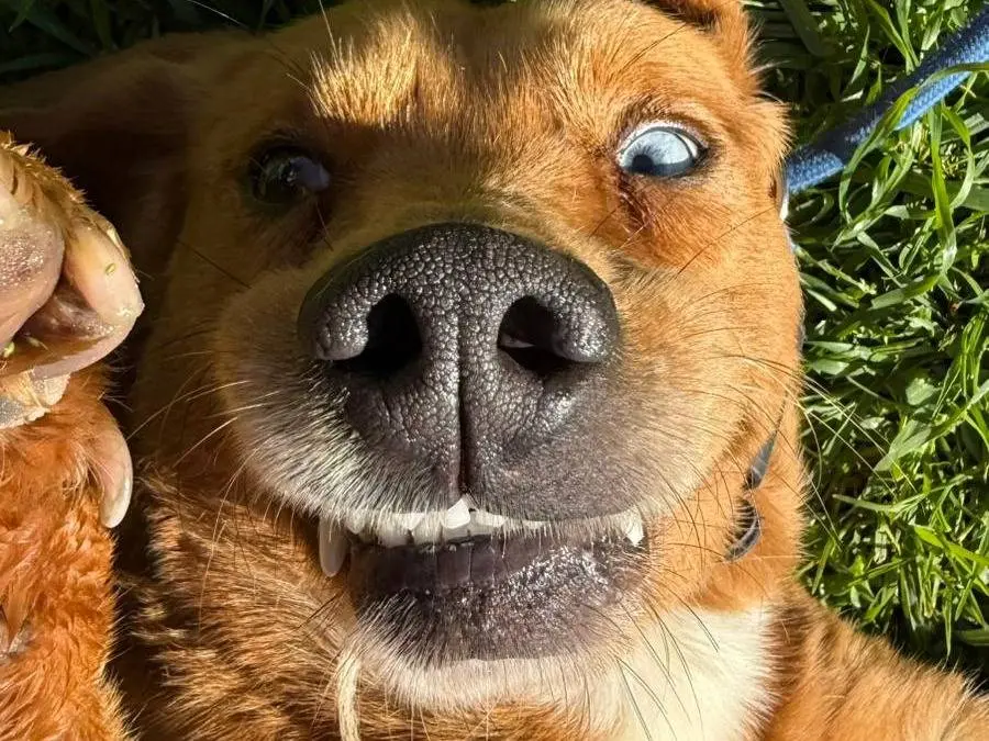 Adotta un cane, maschio, 5 anni e 9 mesi, Matera