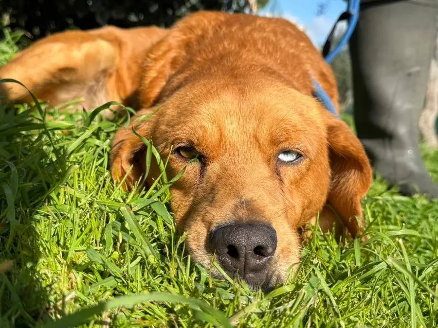 Adotta un cane, taglia media, maschio, Matera