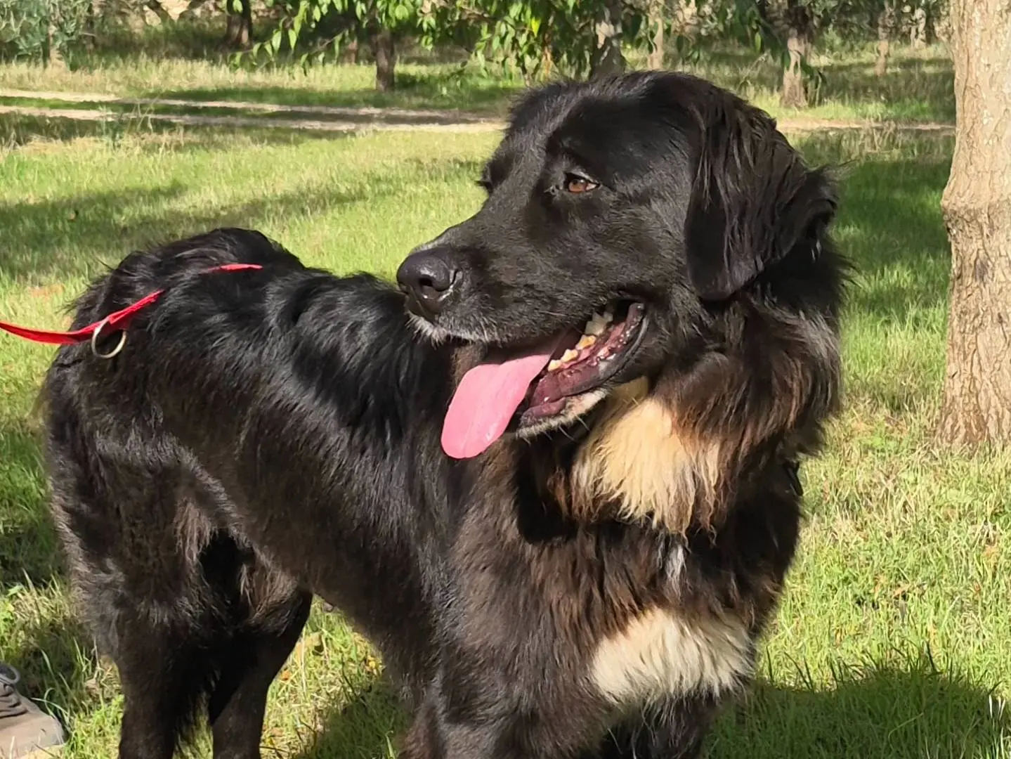 Adotta un cane, femmina, 1 anno e 8 mesi, Torino