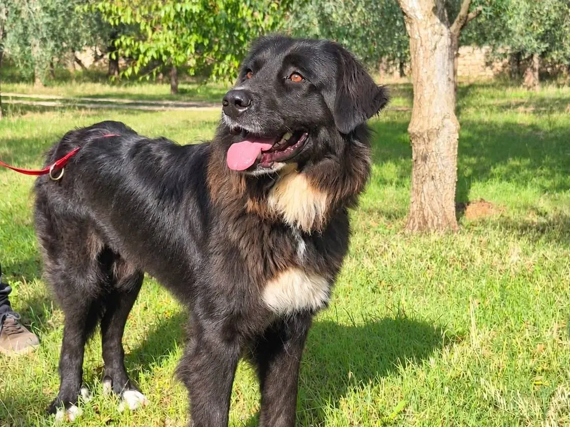 Adozione cane, femmina, Razza sconosciuta Razza sconosciuta, 1 anno e 8 mesi, taglia grande, Torino
