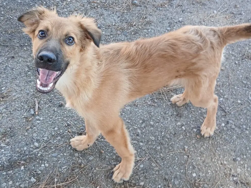 Adotta un cane, maschio, 7 mesi, Crotone