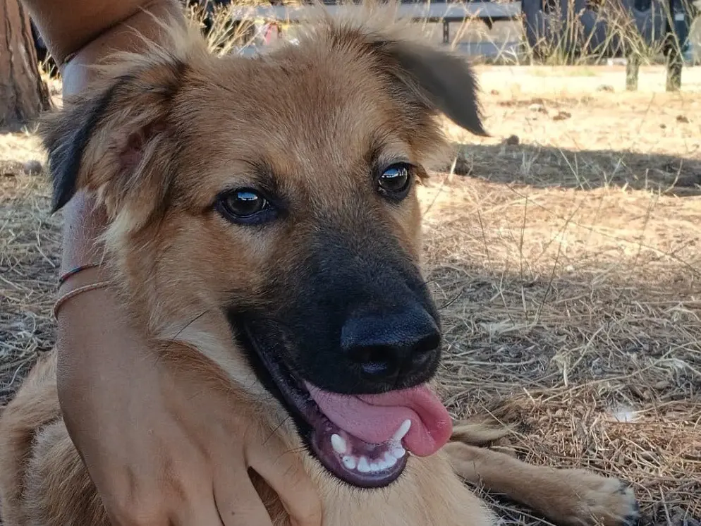 Adozione cane, maschio, Razza sconosciuta Razza sconosciuta, 7 mesi, taglia media, Crotone