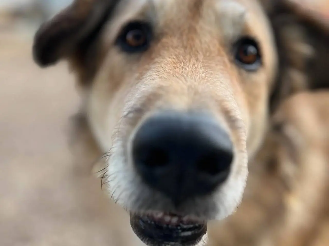 Adotta un cane, taglia media contenuta, maschio, Chieti