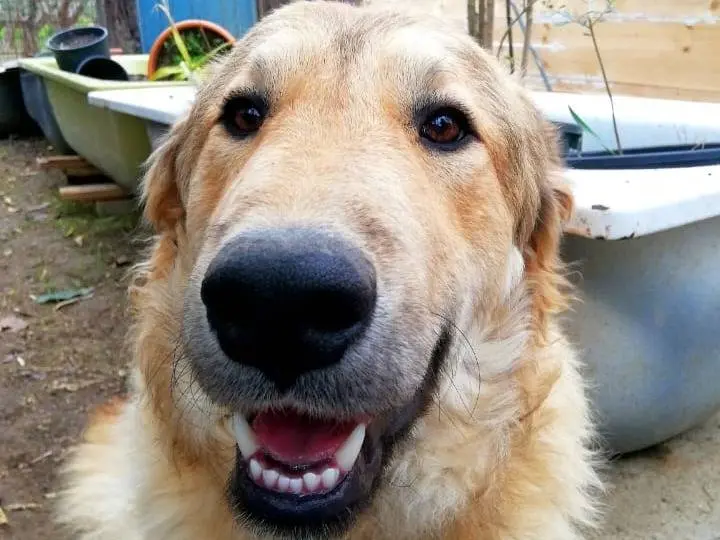 Adotta un cane, maschio, 6 anni e 6 mesi, Chieti