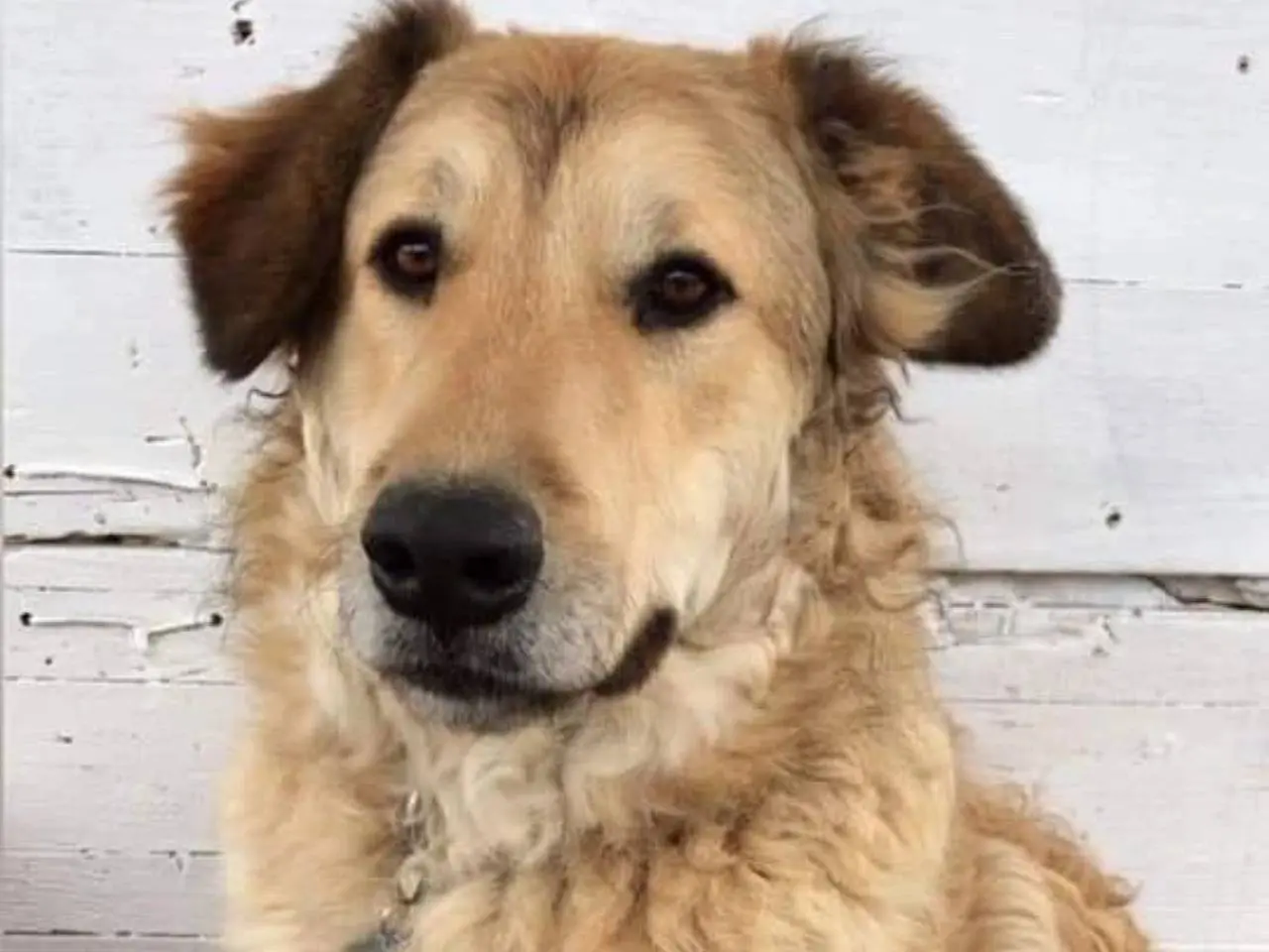 Adozione cane, maschio, Razza sconosciuta Razza sconosciuta, 6 anni e 6 mesi, taglia media contenuta, Chieti