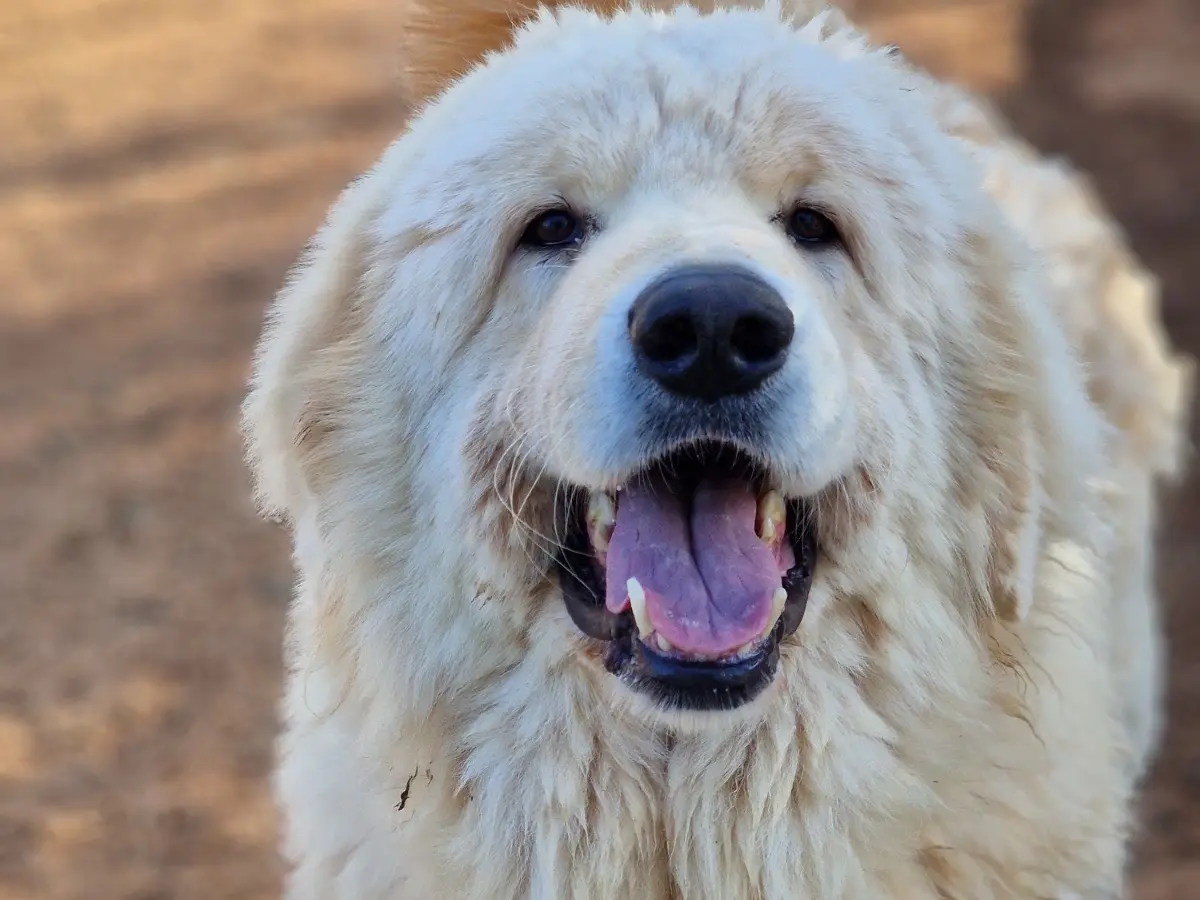 Adozione cane, maschio, Pastore maremmano Razza sconosciuta, 7 anni e 8 mesi, taglia gigante, Taranto