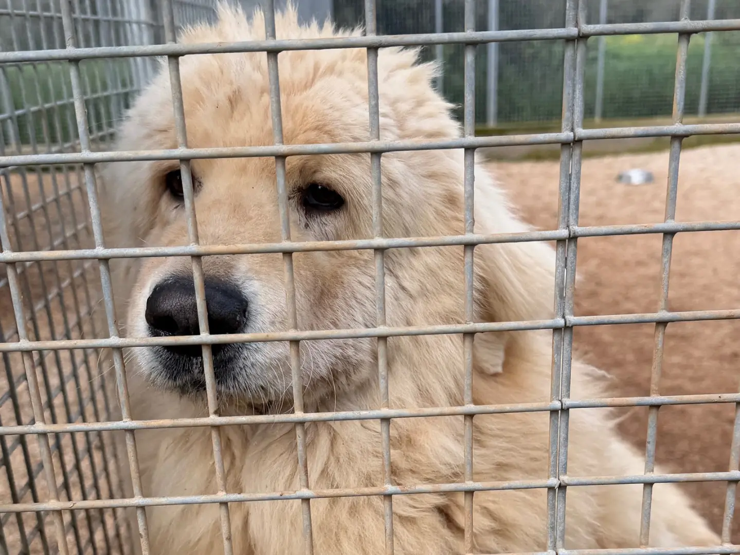 Adotta un cane, maschio, 7 anni e 8 mesi, Taranto