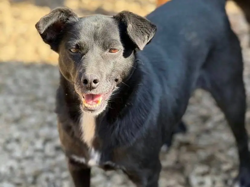 Adotta il cane CANDY a Firenze