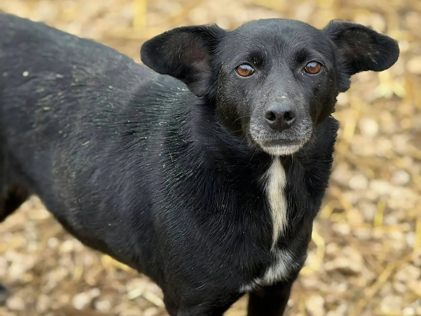 Adotta un cane, taglia piccola, femmina, Firenze
