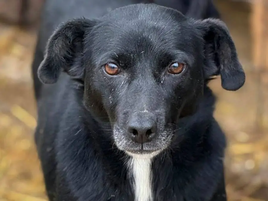 Vuoi adottare un cane a Firenze?