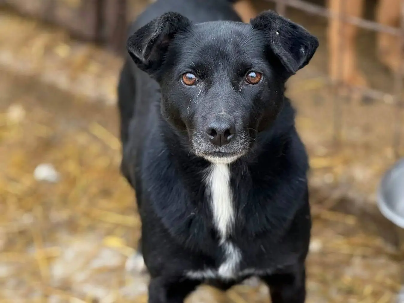 Adotta un cane, femmina, 4 anni e 5 mesi, Firenze