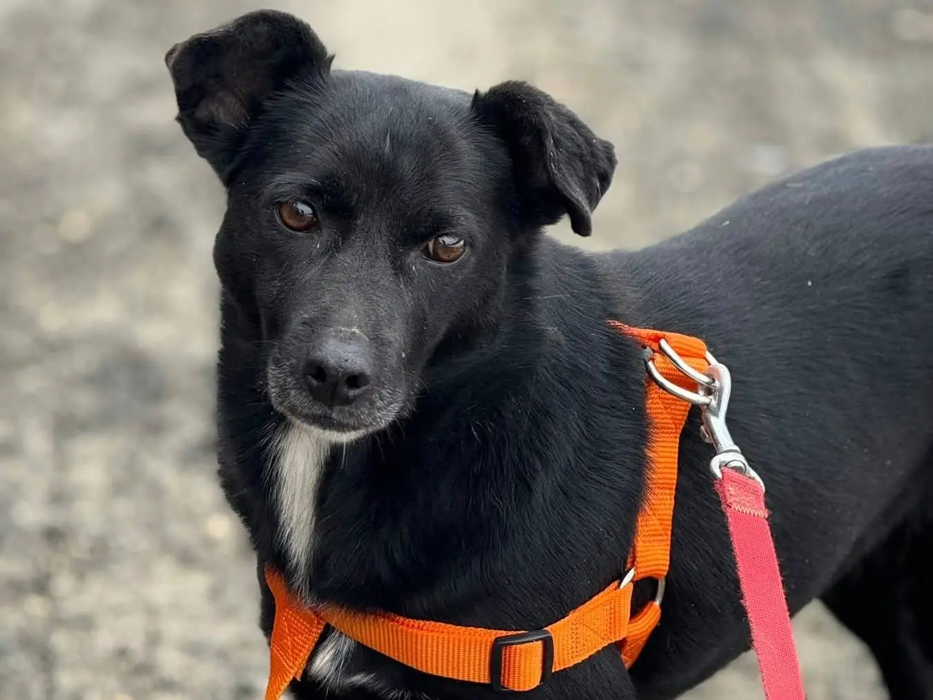 Adozione cane, femmina, Razza sconosciuta Razza sconosciuta, 4 anni e 5 mesi, taglia piccola, Firenze