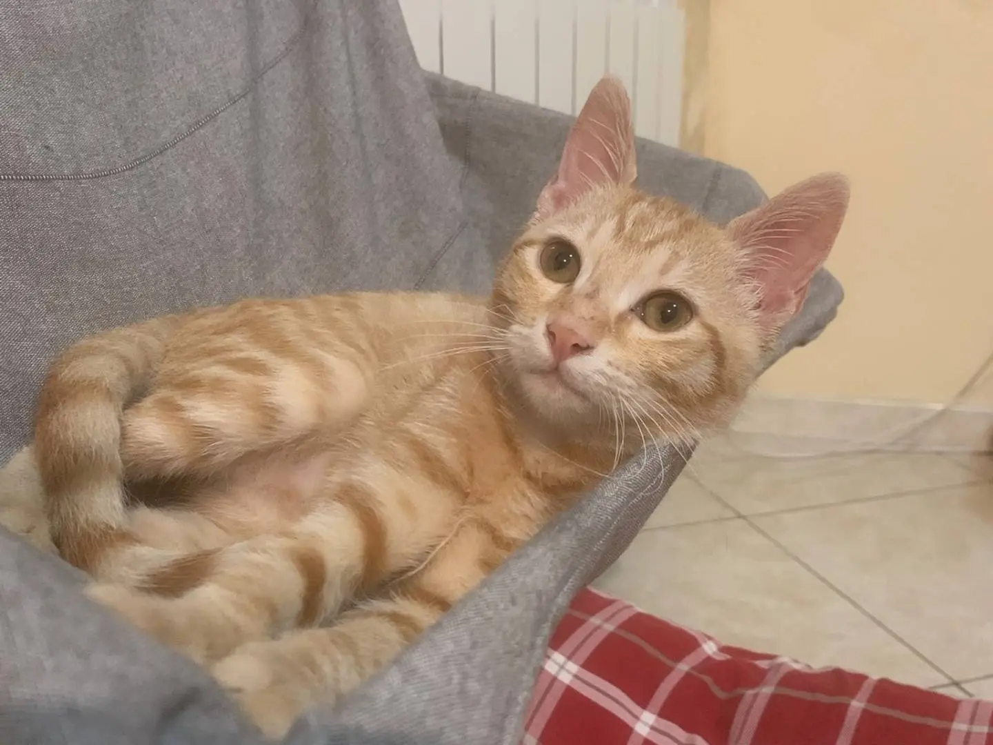 Adozione gatto, maschio, Razza sconosciuta Razza sconosciuta, 3 mesi, taglia non valida, Catanzaro