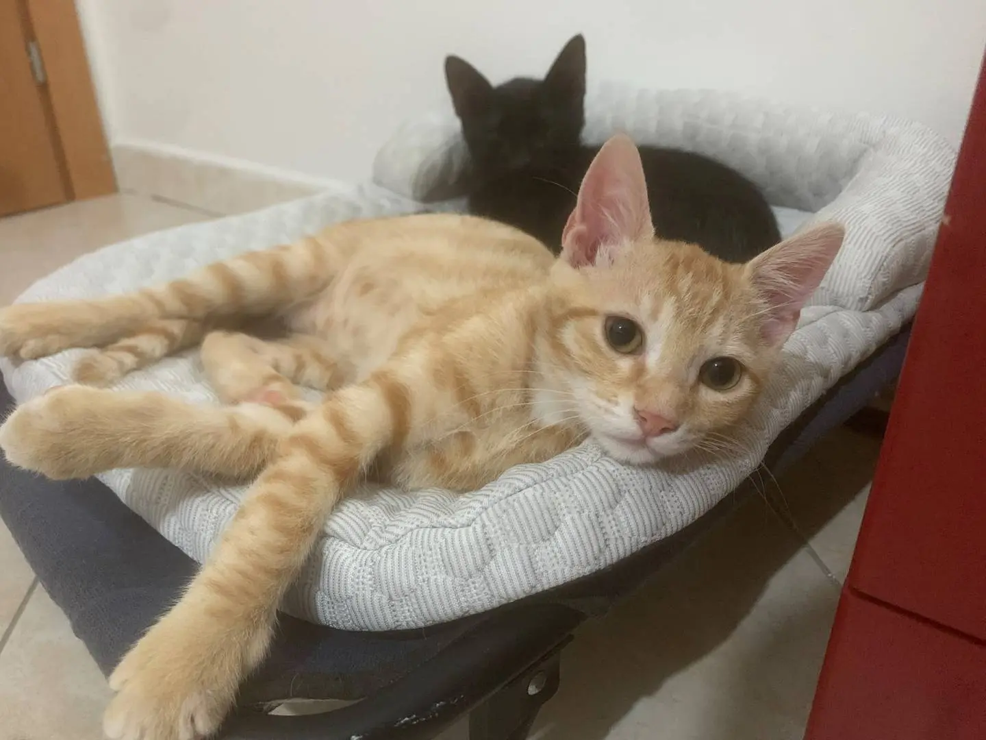 Adotta il gatto Tofu a Catanzaro