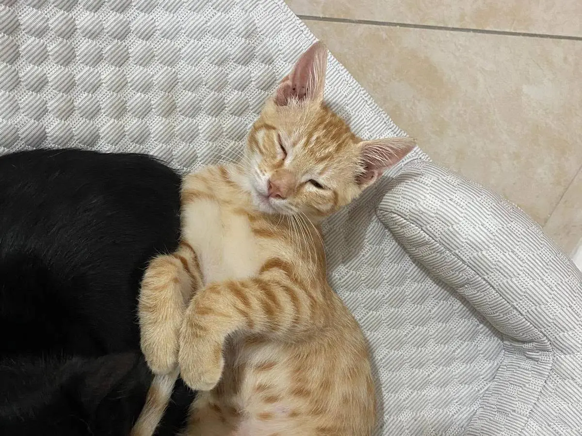 Adotta un gatto, taglia non valida, maschio, Catanzaro
