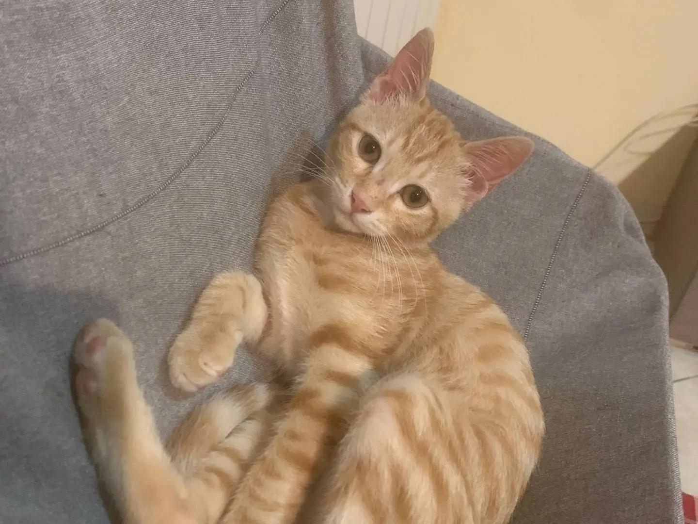 Adotta un gatto, maschio, 3 mesi, Catanzaro