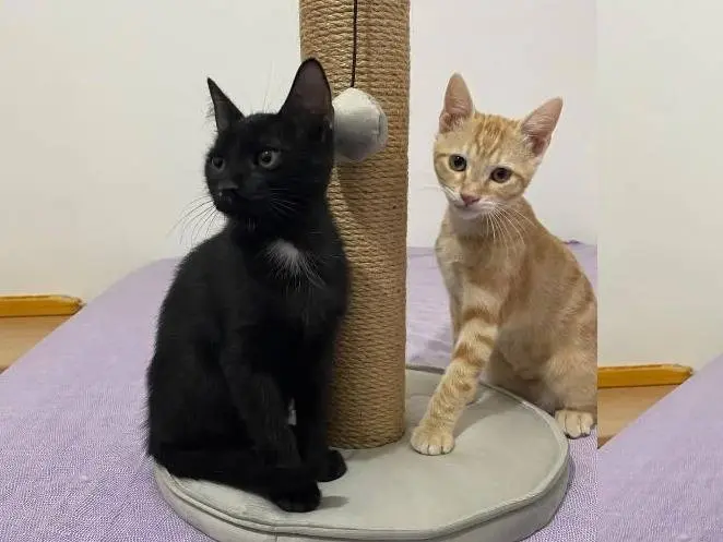 Vuoi adottare un gatto a Catanzaro?