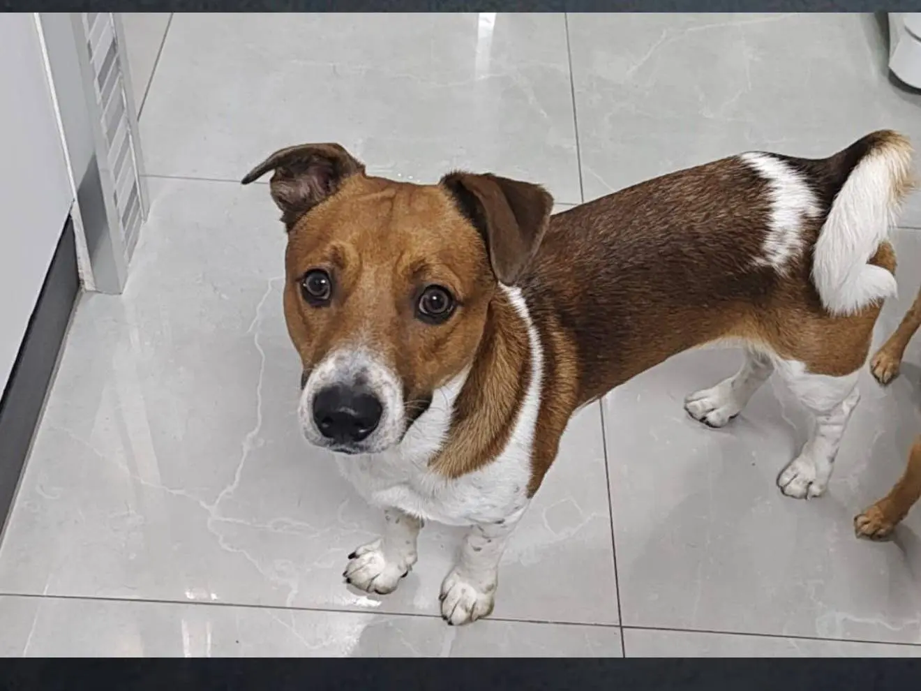 Adozione cane, maschio, Jack Russell Terrier Razza sconosciuta, 2 anni, taglia piccola, Trapani