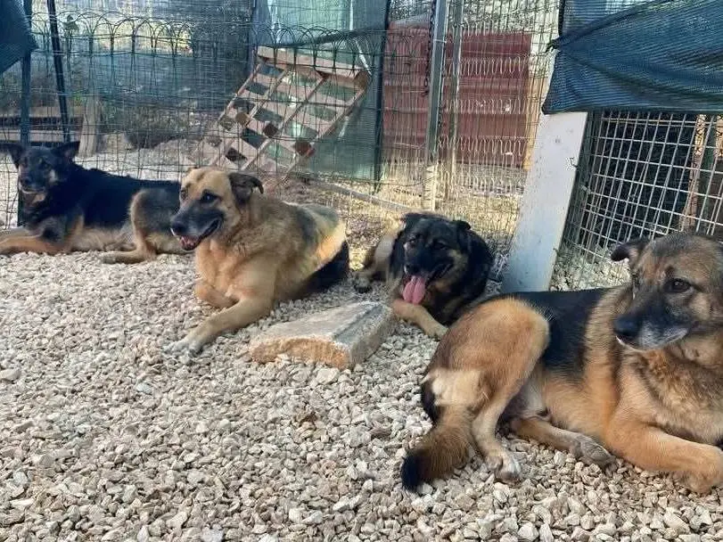Adozione cane, maschio, Razza sconosciuta Razza sconosciuta, 6 anni e 8 mesi, taglia grande, Bari