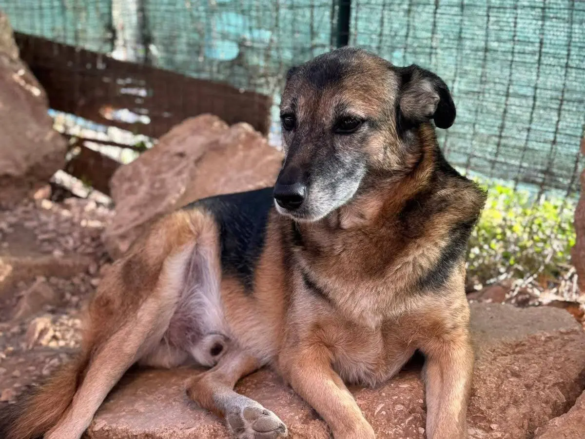Vuoi adottare un cane a Bari?
