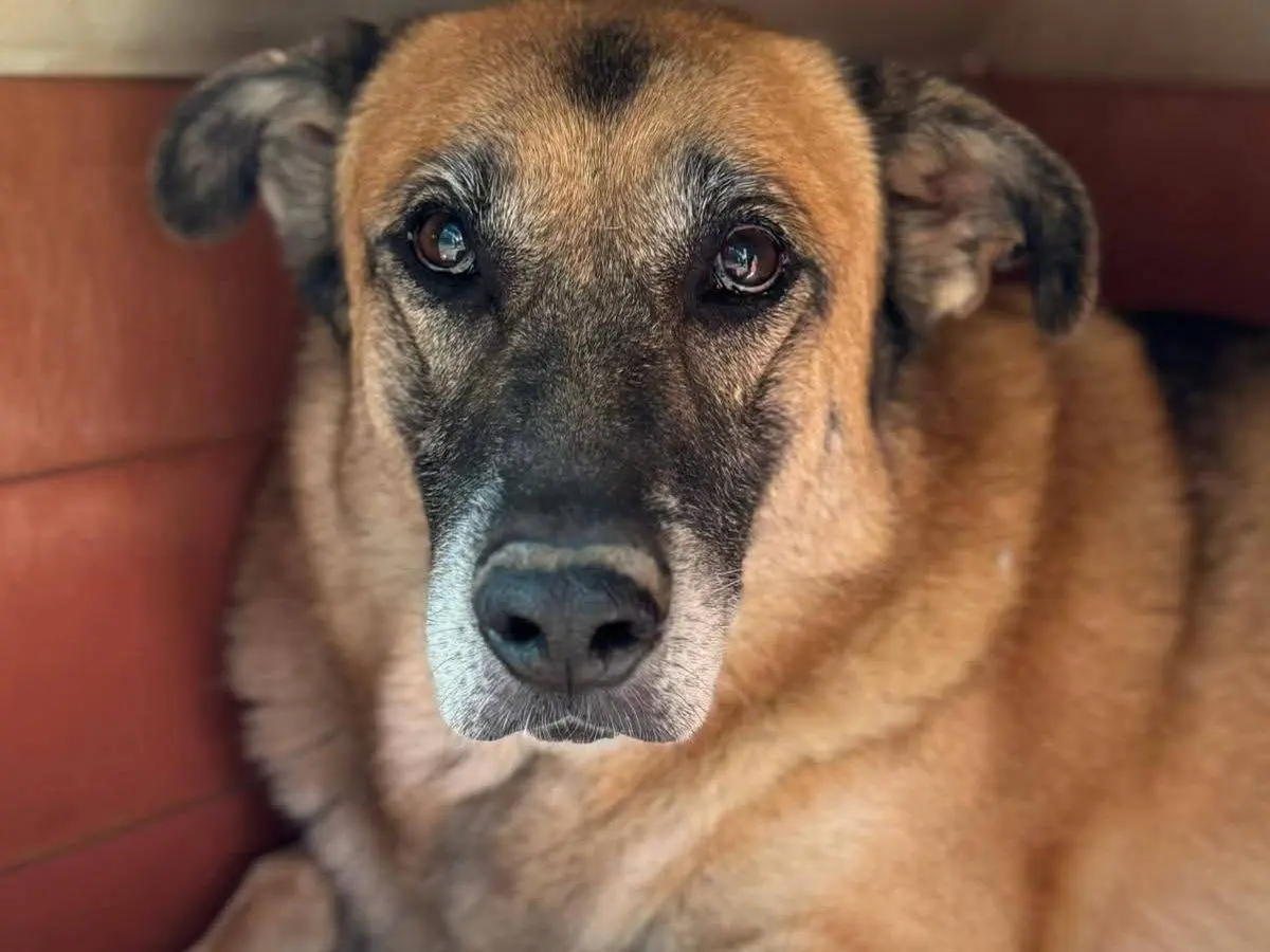 Adotta un cane, maschio, 6 anni e 8 mesi, Bari