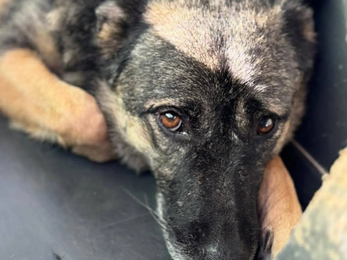 Adotta un cane, taglia grande, maschio, Bari