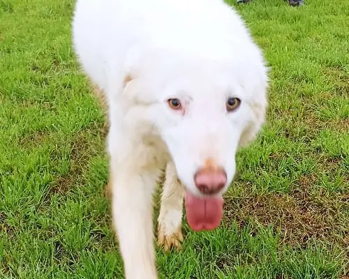 Adozione cane, femmina, meticcio, 5 anni e 5 mesi, taglia media, Latina