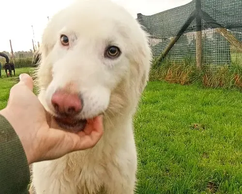 Vuoi adottare un cane a Latina?