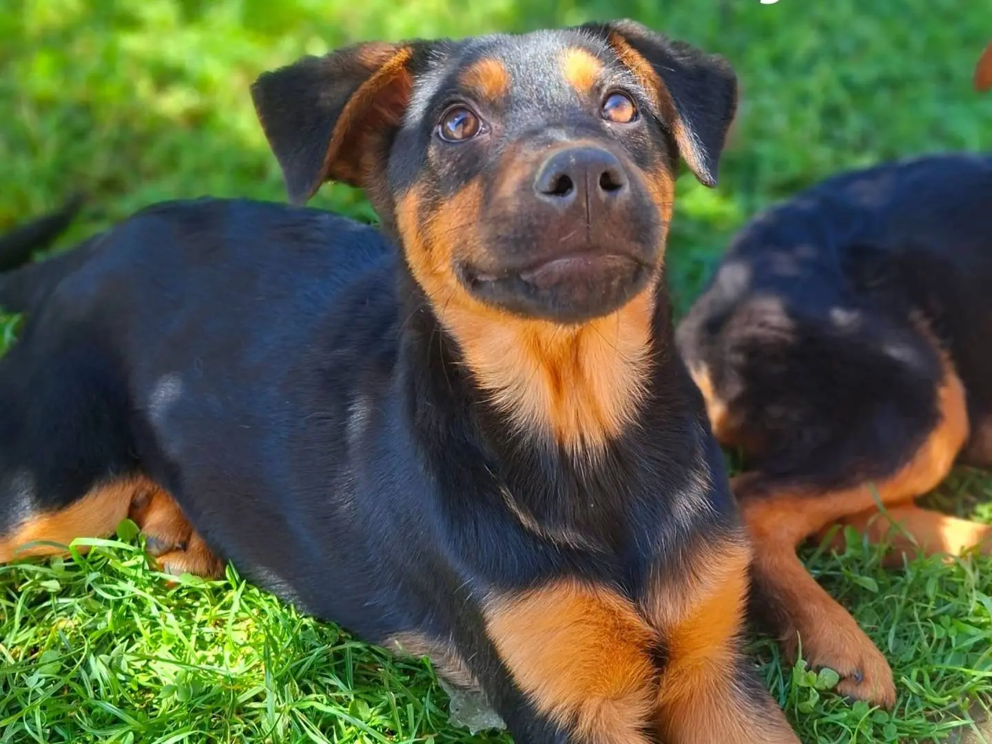 Adozione cane, femmina, Razza sconosciuta Razza sconosciuta, 7 mesi, taglia media, Firenze