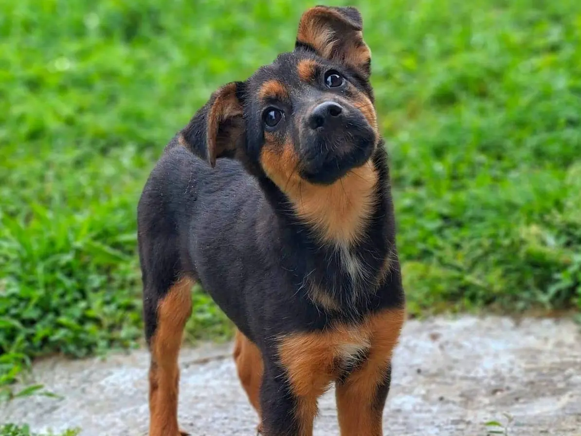 Adotta un cane, taglia media, femmina, Firenze