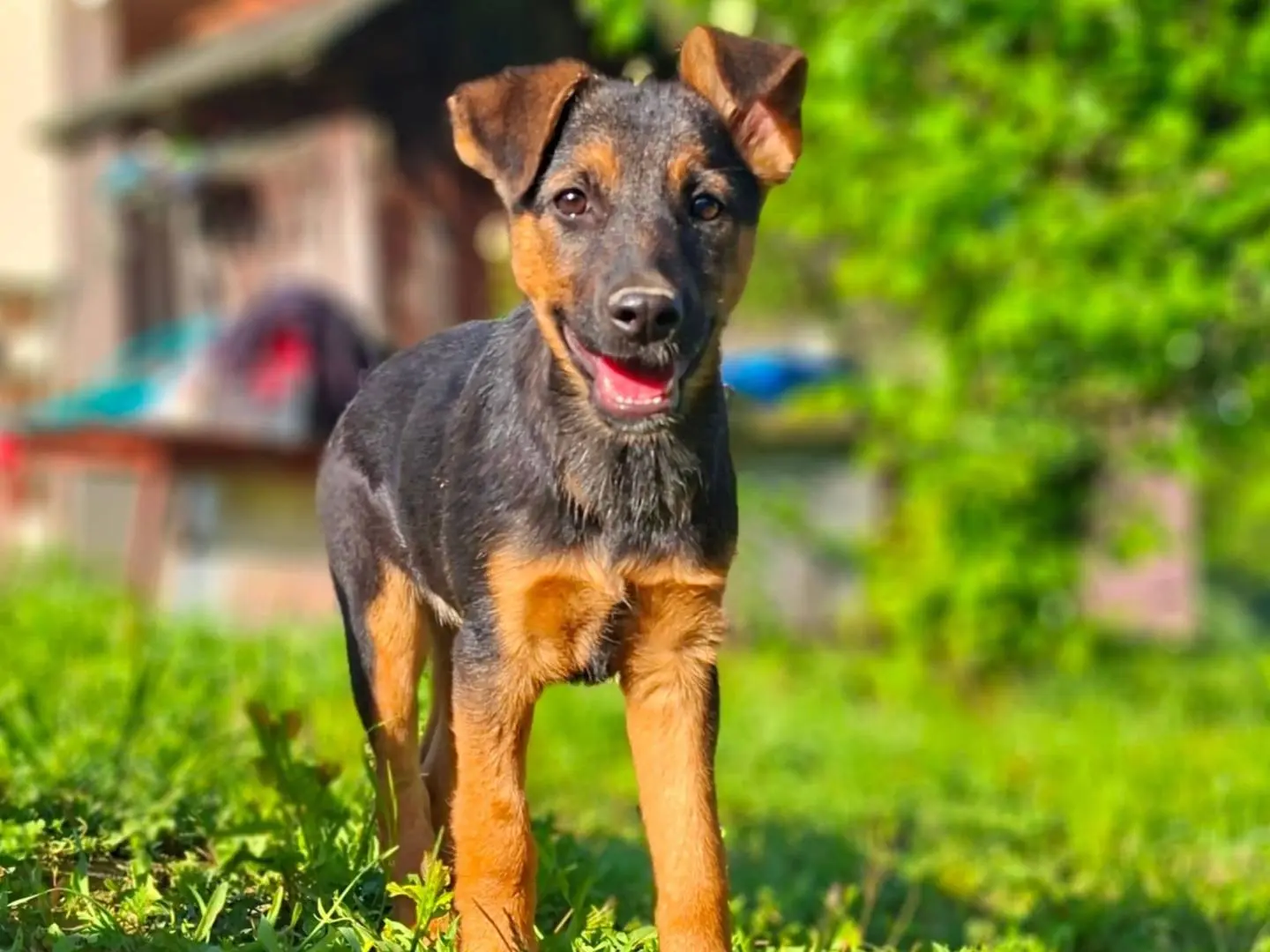Adotta un cane, femmina, 7 mesi, Firenze