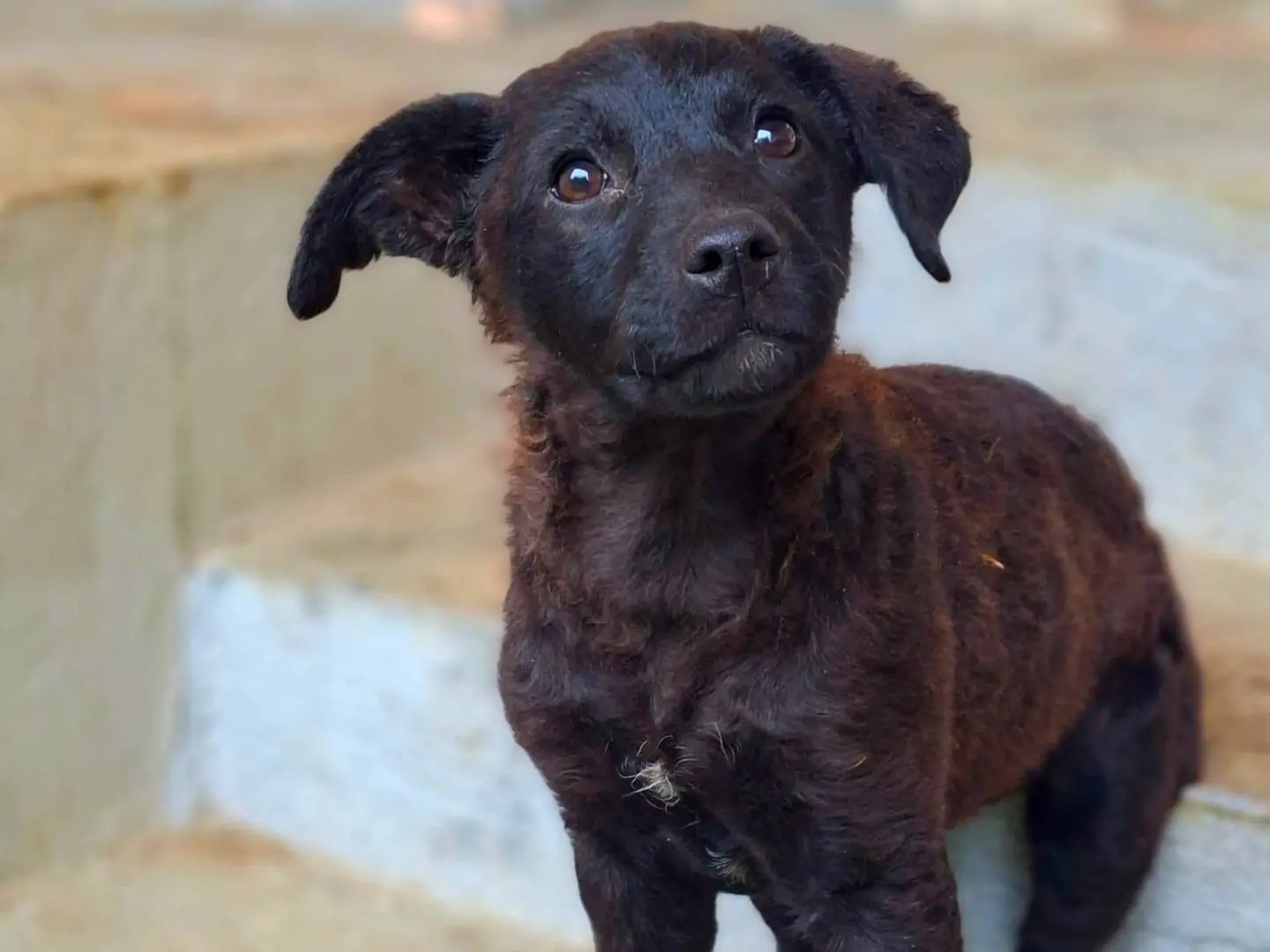 Vuoi adottare un cane a Firenze?