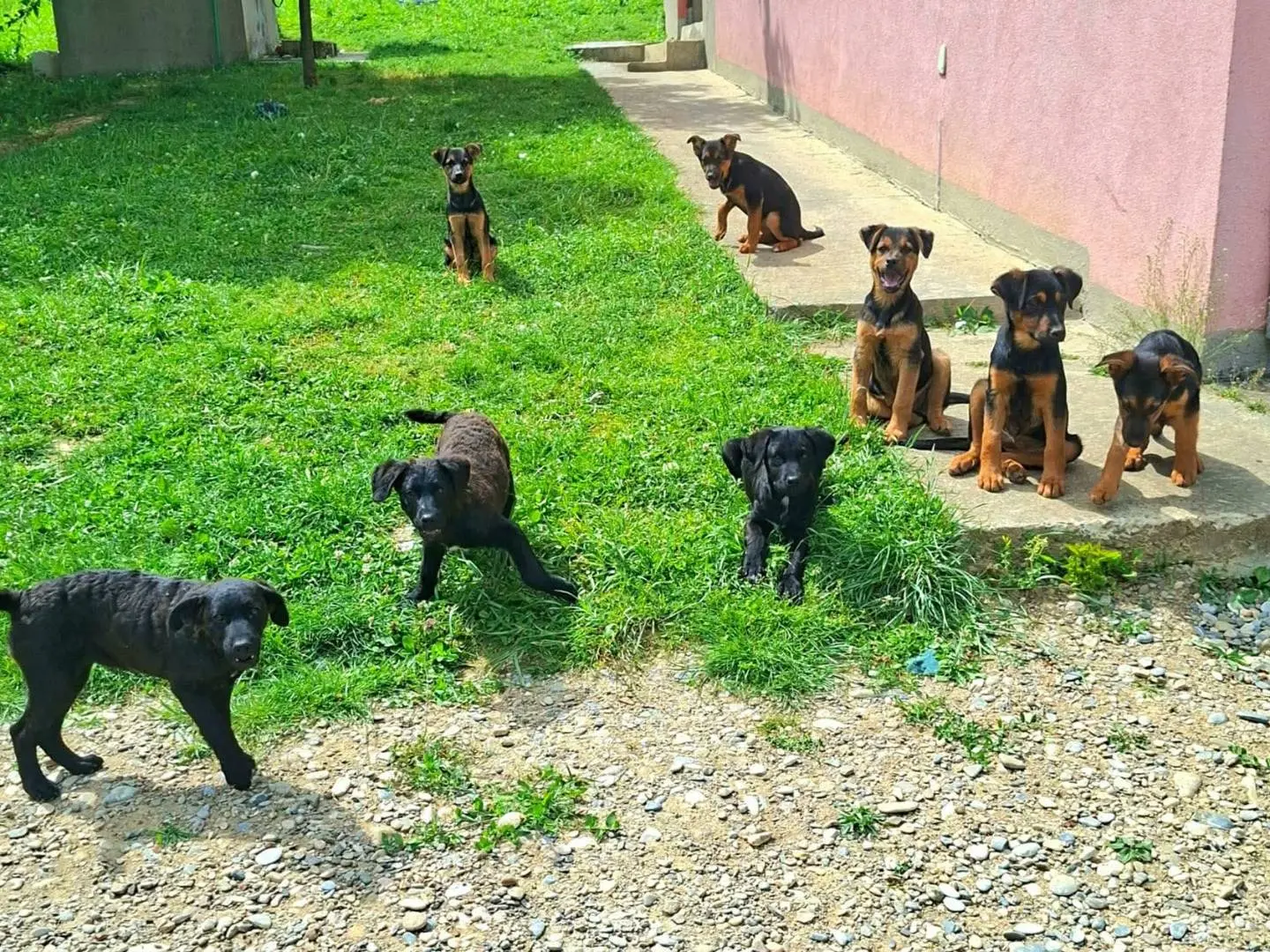 Adotta il cane DAISY DELILAH DARLA DAKOTA a Firenze