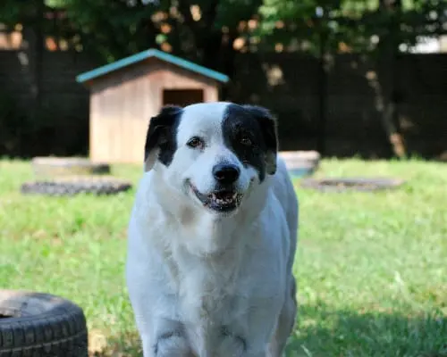 Adotta un cane, taglia grande, femmina, Milano