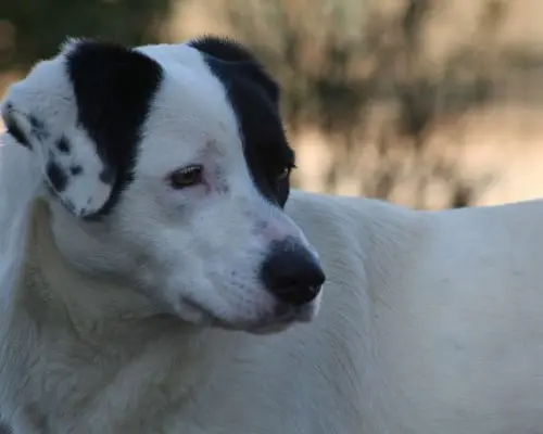 Vuoi adottare un cane a Milano?