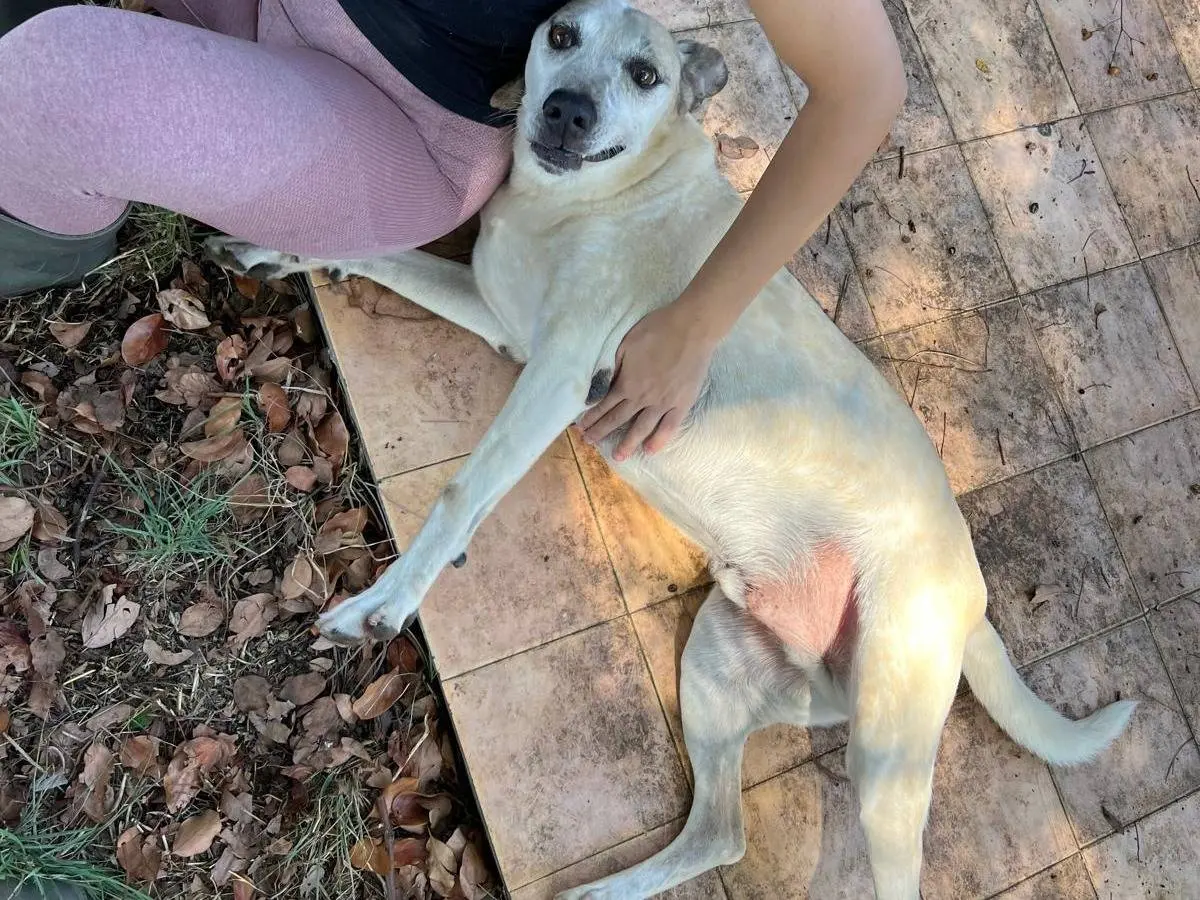 Adotta un cane, maschio, 9 anni e 4 mesi, Latina