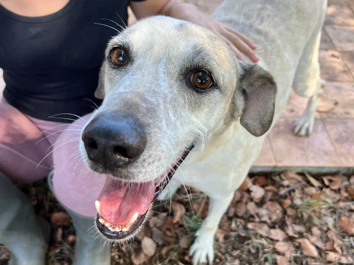 Adozione cane, maschio, Razza sconosciuta Razza sconosciuta, 9 anni e 4 mesi, taglia media, Latina