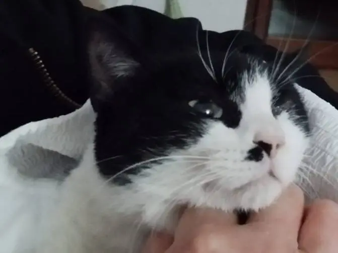 Adotta un gatto, femmina, 3 anni e 9 mesi, Milano