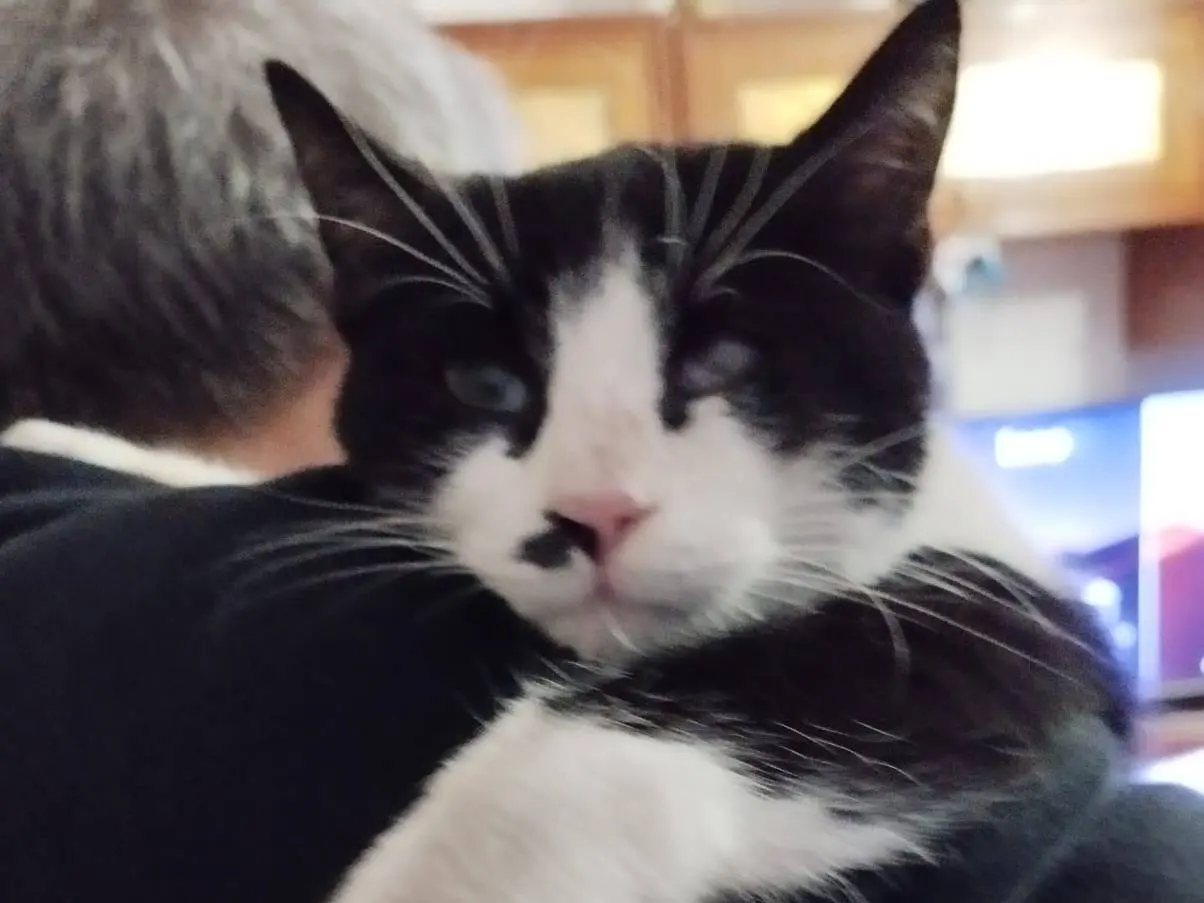 Adozione gatto, femmina, Razza sconosciuta Razza sconosciuta, 3 anni e 9 mesi, taglia non valida, Milano