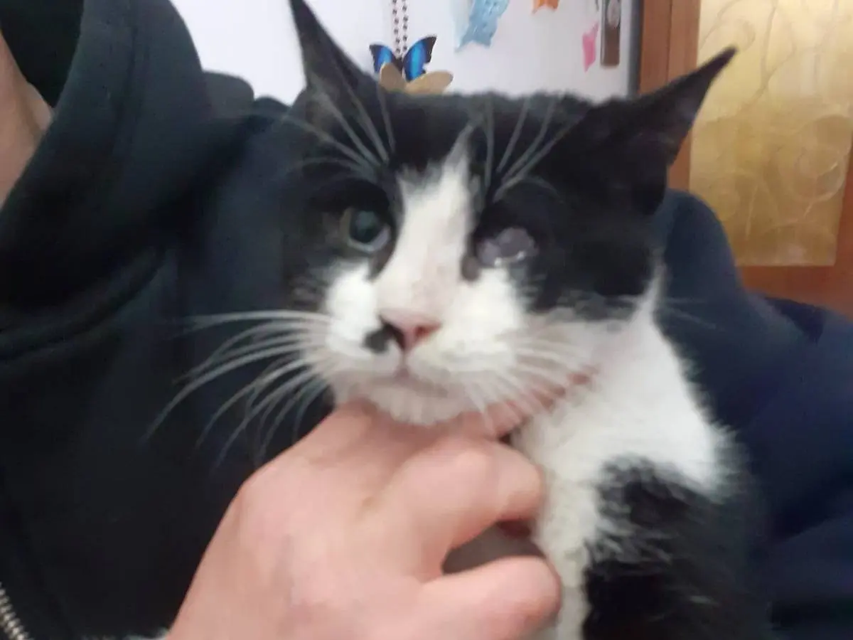 Adotta un gatto, taglia non valida, femmina, Milano