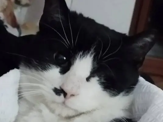 Adotta il gatto Fruttella a Milano